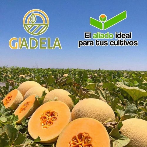 سماد ماكس أورغانيك