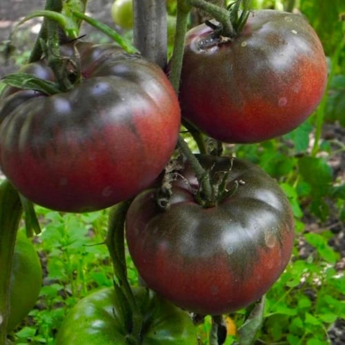 بذور طماطم Black Krim عضوية