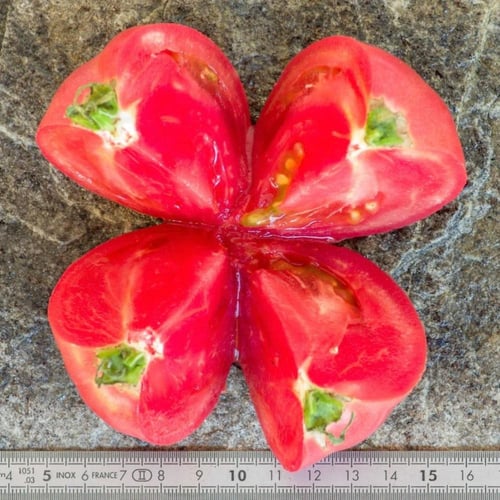 بذور طماطم Faworyt (فاوريت) – إنتاج وفير وطعم رائع