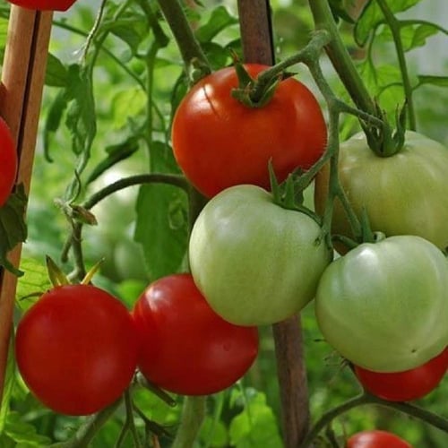 بذور طماطم بولندية بروميك ( مبكرة )