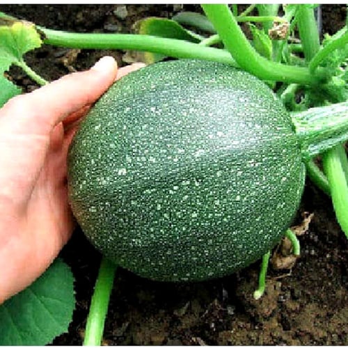 بذور كوسة توندو مستر فذرجيلز