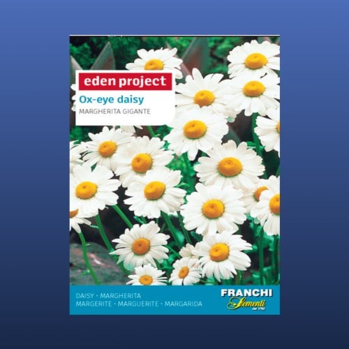 بذور زهرة الأقحوان عين الثور