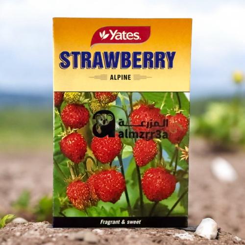بذور فراولة Alpine نيوزيلندي