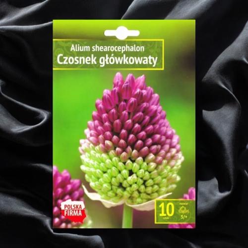 بصيلات allium shearocephalon