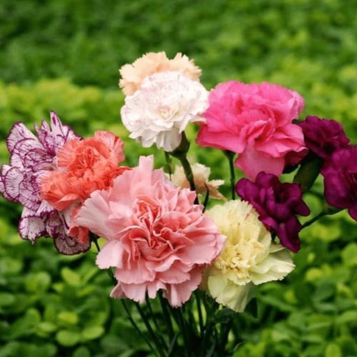بذور خليط أزهار القرنفل كارنيشن