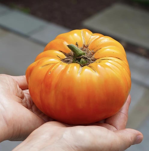 بذور طماطم أناناس بيف ستيك