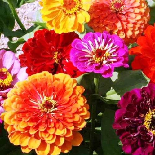 بذور خليط أزهار زينيا كاليفورنيا العملاقة