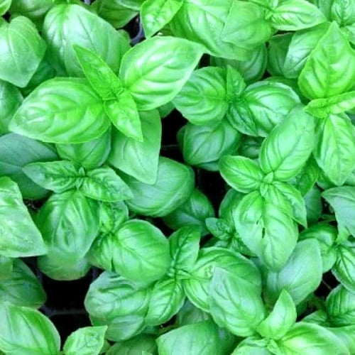 بذور ريحان جنوة عضوي