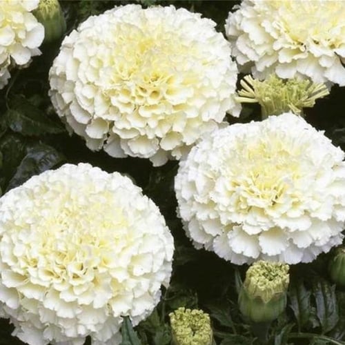 بذور زهرة ماري قولد الأفريقية البيضاء Kilimanjaro