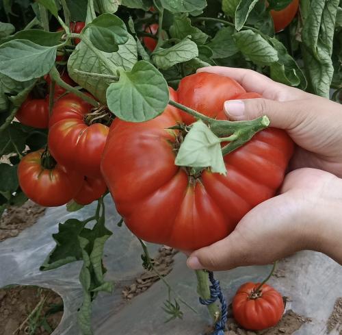 بذور طماطم بيف ستيك آسيوية