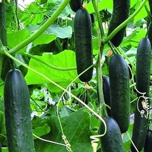 بذور خيار ماركتر