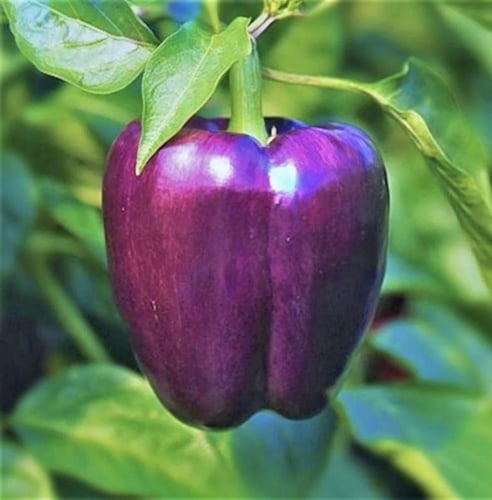 بذور فلفل حلو أرجواني