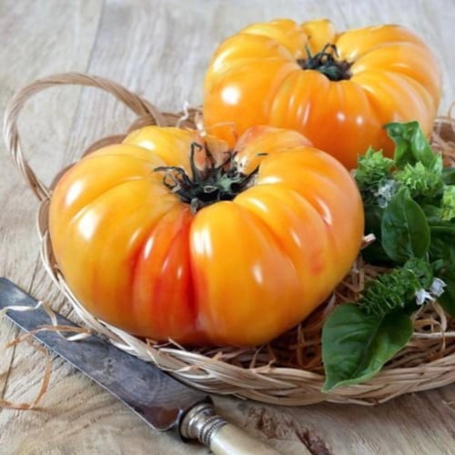 بذور طماطم أناناس بيف ستيك