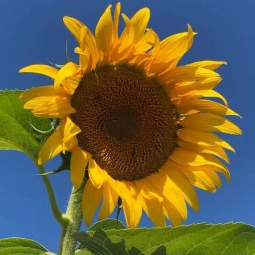 بذور دوار الشمس Giganteus