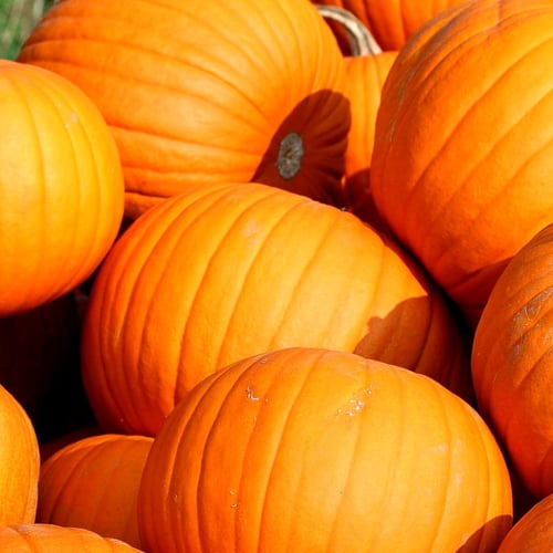 بذور قرع كوينتالي