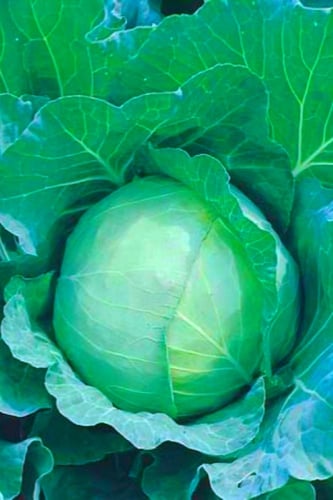 بذور ملفوف قولدن اكر بريمو 11