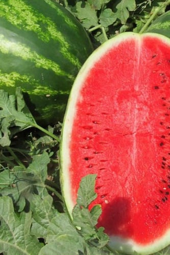 بذور بطيخ كريمسون سويت