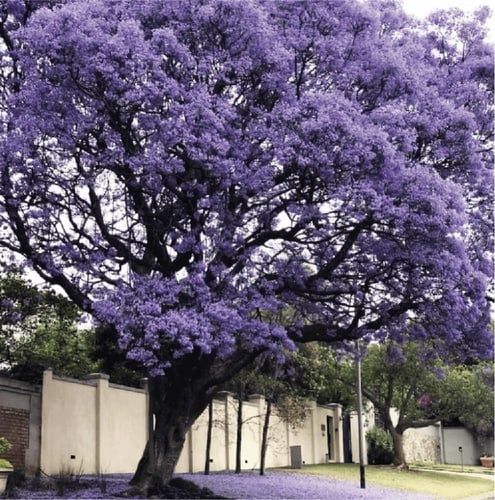 بذور شجرة الجاكرندا