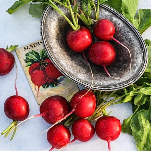 بذور فجل عضوي ساكسا 2