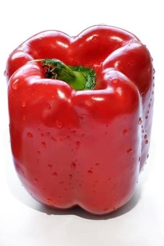 بذور فلفل أحمر حلو لوران