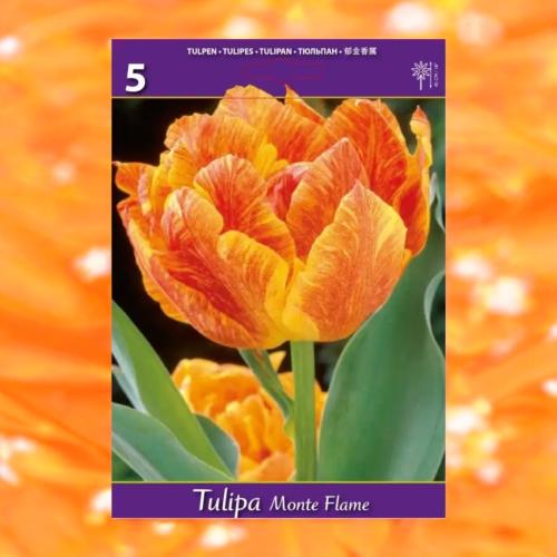 بصيلات توليب Monte Flame