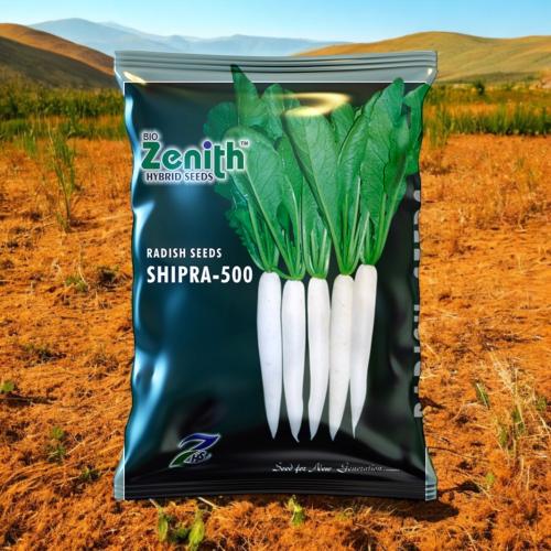 بذور فجل أبيض طويل هجين shipra-500