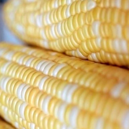 بذور ذرة سكرية هجين Ramondia H