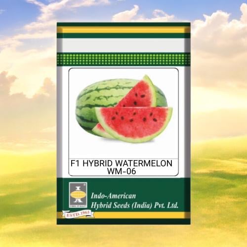 بذور بطيخ اندام تايجر هجين مبكر WM-06