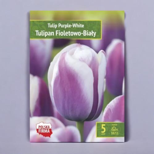 بصيلات توليب Purple-White