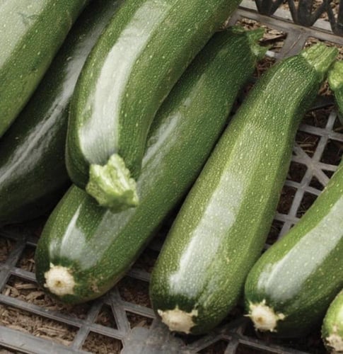 بذور كوسة عضوية بلاك بيوتي Black Beauty