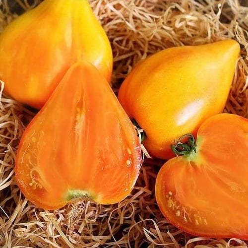 بذور طماطم كبيرة Oxheart Orange