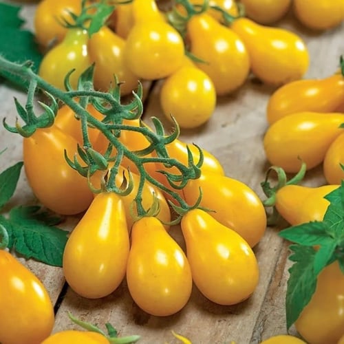 بذور طماطم الكمثرى الصفراء