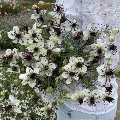 بذور زهرة الضباب ( العروس الأفريقية )