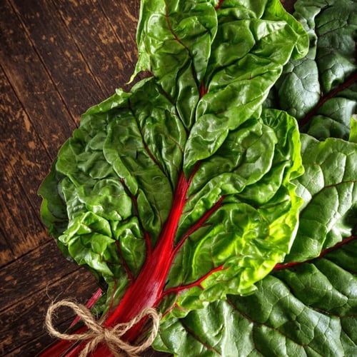 بذور سلق Rhubarb