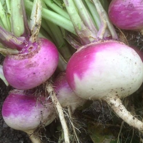 بذور لفت Purple top Milan