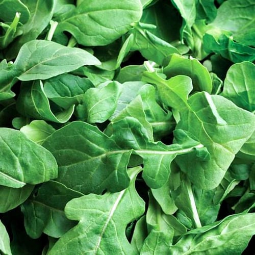 بذور جرجير مستر فذرجيلز