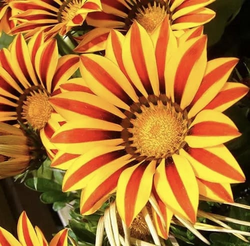 بذور زهرة جازانيا هجينة داي بريك ( شريط أحمر )