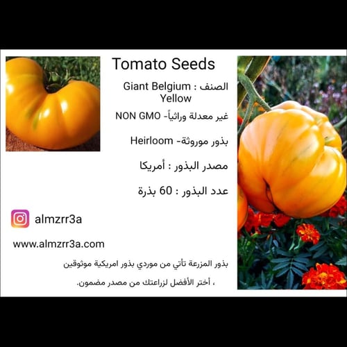 بذور طماطم Giant Belgium Yellow موروثة