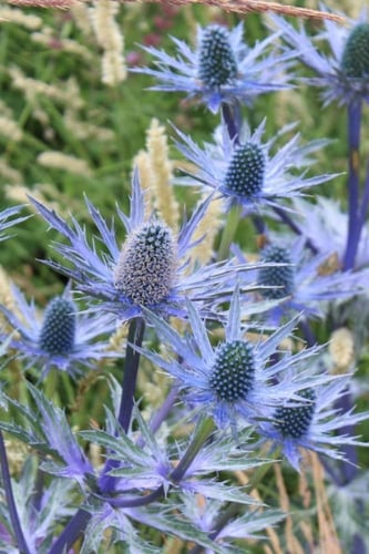 بذور زهرة إرينجيوم بلانوم