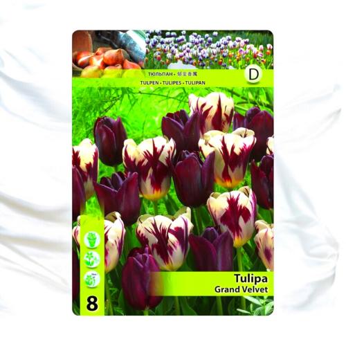 بصيلات توليب Grand Velvet