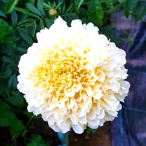 بذور زهرة ماري قولد الأفريقية البيضاء Kilimanjaro