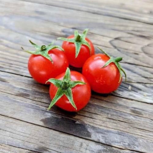 بذور طماطم كرزية قزمية ڤيلما