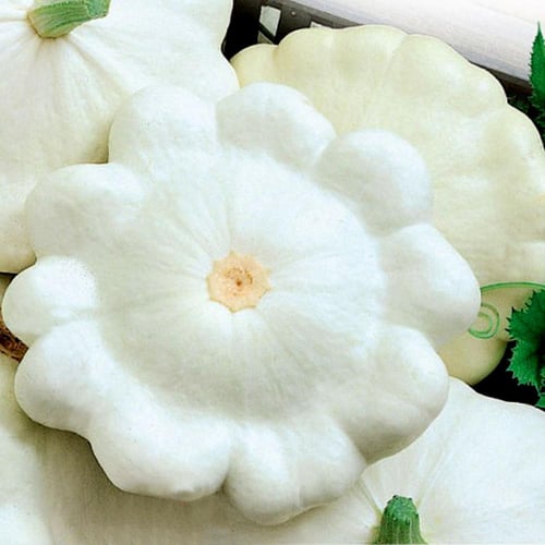 بذور كوسة باتيسون Disco