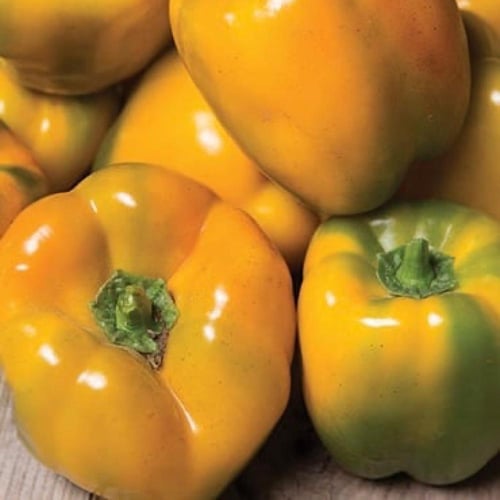 بذور فلفل أصفر عضوي كوادراتو دي أستي جالو