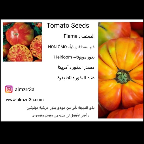بذور طماطم Flame موروثة