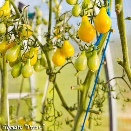 بذور طماطم كرزية ( كمثرية الشكل ) بيرون الصفراء