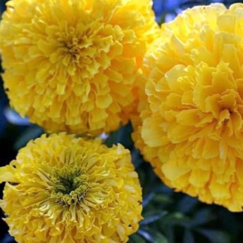 بذور زهرة ماري قولد ليموني أفريقي ضخم