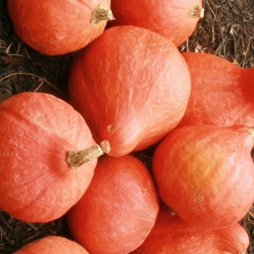 بذور سكواش موروثة Japanese Red Kuri