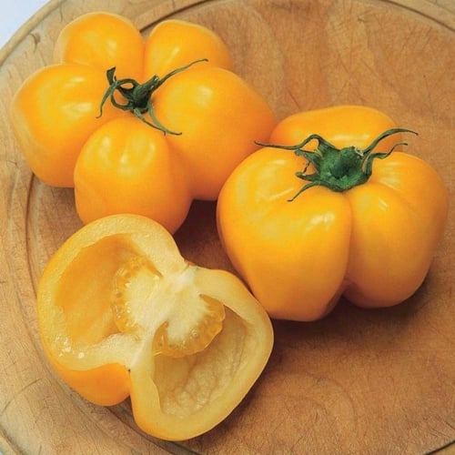 بذور طماطم يلو ستفر ( صفراء مجوفة )