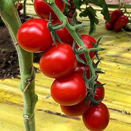 بذور طماطم كرزية إيطالي Tondino